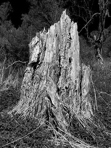 SW19